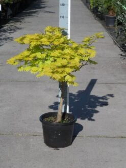 Japanse Esdoorn (Acer Shirasawanum 'Aureum') -Kleine Bomen Verkoopwinkel acer shirasawanum aureum c12