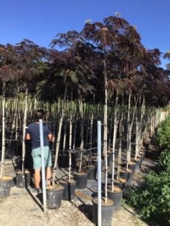 Perzische Slaapboom Als Boom (Albizia Julibrissin 'Summer Chocolate') -Kleine Bomen Verkoopwinkel albizia julibrissin summer chocolate r 8 10