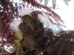 Perzische Slaapboom Als Boom (Albizia Julibrissin 'Summer Chocolate') -Kleine Bomen Verkoopwinkel albizia summer chocolate