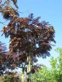 Perzische Slaapboom Als Boom (Albizia Julibrissin 'Summer Chocolate') -Kleine Bomen Verkoopwinkel albizia summer chocolate 2