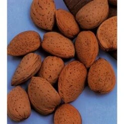 Amandelboom (Prunus Dulcis) 13 Amandelboom (Prunus Dulcis) -Kleine Bomen Verkoopwinkel amandelboom prunus dulcis robijn prunus dulcis robijn amandel 8f2