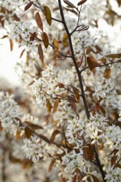 Meerstammige Krentenboom (Amelanchier Lamarckii) -Kleine Bomen Verkoopwinkel amelanchier lamarckii01