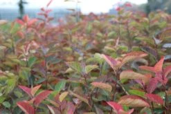 Krentenboom Als Struik (Amelanchier Lamarckii) -Kleine Bomen Verkoopwinkel amelanchier lamarckii 2 1