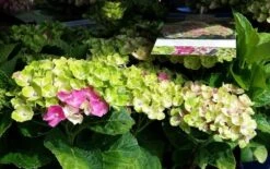 Hortensia (Hydrangea 'Magical Jewel Pink') -Kleine Bomen Verkoopwinkel amethyst01c
