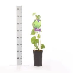 Duitse Pijp (Aristolochia Macropylla) -Kleine Bomen Verkoopwinkel aristolochia durior macrophylla