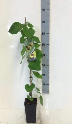 Duitse Pijp (Aristolochia Macropylla) -Kleine Bomen Verkoopwinkel aristolochia macrophylla 80 100 c2