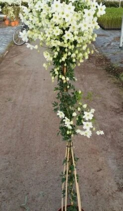 Groenblijvende Clematis (Clematis 'Avalanche') -Kleine Bomen Verkoopwinkel avalanche r 180cm
