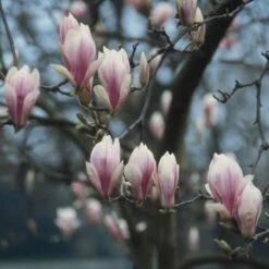 Nieuwe Producten 1 Beverboom (Magnolia Soulangeana Als Boom)