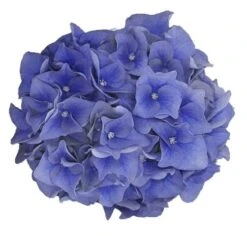 Hortensia Blue Ballad (Hydrangea 'Music Collection') -Kleine Bomen Verkoopwinkel blue ballad