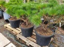 Meerstammige Japanse Pijnboom (Pinus Parviflora 'Brevifolia') -Kleine Bomen Verkoopwinkel brevifolia