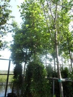 Papiermoerbei (Broussonetia Papyrifera) -Kleine Bomen Verkoopwinkel broussonetia papyrifera 16 18ho cont