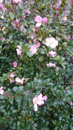 Camelia Als Boom (Camellia Sasanqua) -Kleine Bomen Verkoopwinkel camellia sasangua 2 1