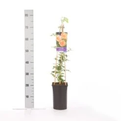 Trompetbloem (Campsis Radicans 'Flava') -Kleine Bomen Verkoopwinkel campsis radicans flava