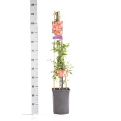 Trompetbloem (Campsis Tagliabuana 'Mme Galen') -Kleine Bomen Verkoopwinkel campsis t. madame galen 1.00 1.25