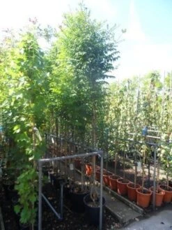 Trompetbloem (Campsis Tagliabuana 'Mme Galen') -Kleine Bomen Verkoopwinkel campsis tagliabuana madame galen 200 250 c20 2