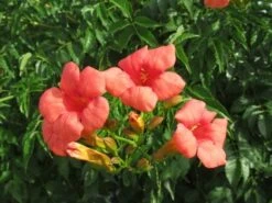 Trompetbloem (Campsis Tagliabuana 'Mme Galen') -Kleine Bomen Verkoopwinkel campsis tagliabuana mme galen