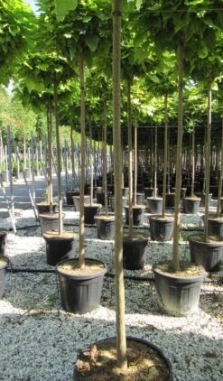 Bolcatalpa (Catalpa Bignonioides 'Nana') -Kleine Bomen Verkoopwinkel catalpa bignonioides nana 10 12