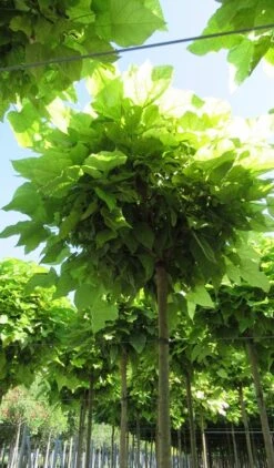 Bolcatalpa (Catalpa Bignonioides 'Nana') -Kleine Bomen Verkoopwinkel catalpa bignonioides nana 5