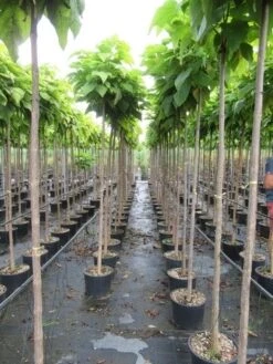 Bolcatalpa (Catalpa Bignonioides 'Nana') -Kleine Bomen Verkoopwinkel catalpa bignonioides nana 6 8