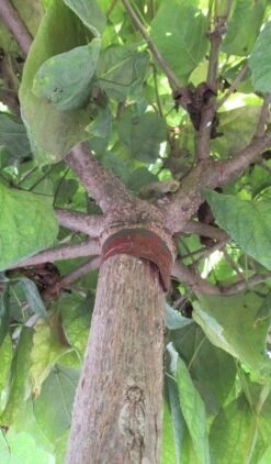 Bolcatalpa (Catalpa Bignonioides 'Nana') -Kleine Bomen Verkoopwinkel catalpa bignonioides nana 6