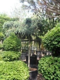 Ceder Als Boom (Cedrus Deodara 'Feelin Blue') -Kleine Bomen Verkoopwinkel cedrus deodara feelin blue 20 25ho 1