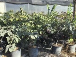 Judasboom Als Struik (Cercis Canadensis 'Forest Pansy') -Kleine Bomen Verkoopwinkel cercis canadensis forest pansy 100 125 cm