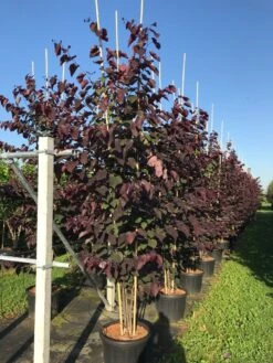 Meerstammige Judasboom (Cercis Canadensis 'Forest Pansy') -Kleine Bomen Verkoopwinkel cercis canadensis forest pansy c50 3 stem
