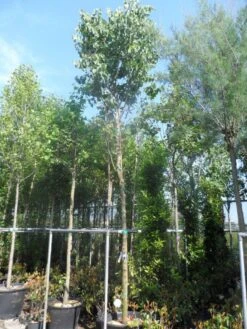 Judasboom (Cercis Siliquastrum) 14 Judasboom (Cercis Siliquastrum) -Kleine Bomen Verkoopwinkel cercis siliquastrum 18 20ho cont