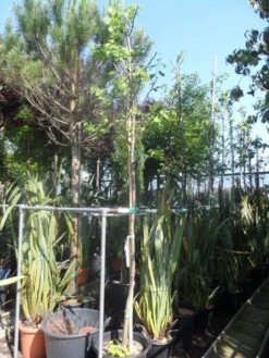 Judasboom (Cercis Siliquastrum) 17 Judasboom (Cercis Siliquastrum) -Kleine Bomen Verkoopwinkel cercis siliquastrum alba 10 12ho cont