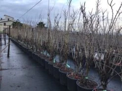 Chinese Judasboom (Cercis Chinensis 'Shirobana') 8 Chinese Judasboom (Cercis Chinensis 'Shirobana') -Kleine Bomen Verkoopwinkel cercisshirbana