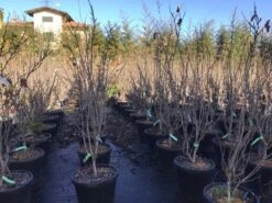 Chinese Judasboom (Cercis Chinensis 'Shirobana') 7 Chinese Judasboom (Cercis Chinensis 'Shirobana') -Kleine Bomen Verkoopwinkel cercisshirobana125