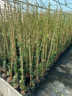 Toscaanse Jasmijn (Trachelospermum Jasminoides 'Winter Ruby') -Kleine Bomen Verkoopwinkel cf397af1 424c 440f b659 6b33d5eedf60