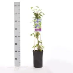 Bosrank (Clematis Alpina) -Kleine Bomen Verkoopwinkel clematis alpina 1
