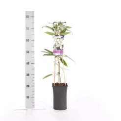 Bosrank, Groenblijvend (Clematis Armandii) -Kleine Bomen Verkoopwinkel clematis armandii