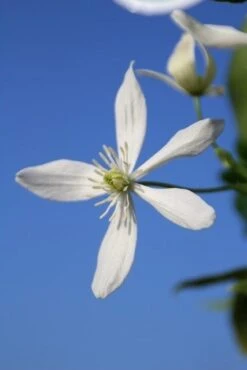 Bosrank, Groenblijvend (Clematis Armandii) -Kleine Bomen Verkoopwinkel clematis armandii 3