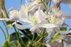 Bosrank, Groenblijvend (Clematis Armandii 'Apple Blossom') -Kleine Bomen Verkoopwinkel clematis armandii apple blossom 1 1