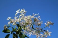 Bosrank, Groenblijvend (Clematis Armandii 'Apple Blossom') -Kleine Bomen Verkoopwinkel clematis armandii apple blossom 4 1