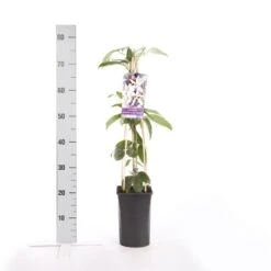 Bosrank, Groenblijvend (Clematis Armandii 'Apple Blossom') -Kleine Bomen Verkoopwinkel clematis armandii apple blossom 1