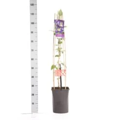 Bosrank (Clematis 'Blue Pirouette') 5 Bosrank (Clematis 'Blue Pirouette') -Kleine Bomen Verkoopwinkel clematis blue pirouette pbr 1.00 1.25