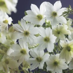 Groenblijvende Clematis (Clematis 'Early Sensation')