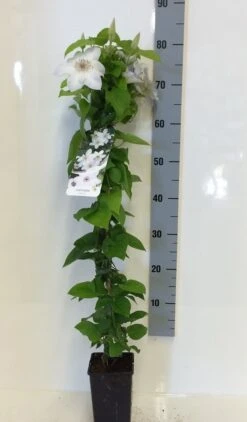 Bosrank (Clematis 'Henryi') -Kleine Bomen Verkoopwinkel clematis henryi 80 100 c2