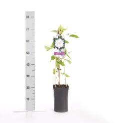 Bosrank (Clematis 'Jackmanii Alba') 5 Bosrank (Clematis 'Jackmanii Alba') -Kleine Bomen Verkoopwinkel clematis jackmanii alba 1