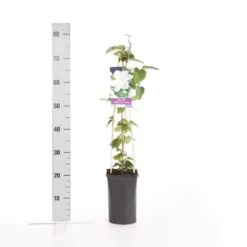 Bosrank (Clematis 'Madame Le Coultre') 9 Bosrank (Clematis 'Madame Le Coultre') -Kleine Bomen Verkoopwinkel clematis madame le coultre 1