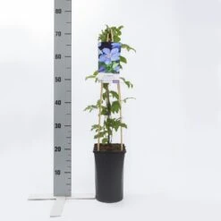 Bosrank (Clematis 'Mrs Cholmondeley') 10 Bosrank (Clematis 'Mrs Cholmondeley') -Kleine Bomen Verkoopwinkel clematis mrs. cholmondeley 1