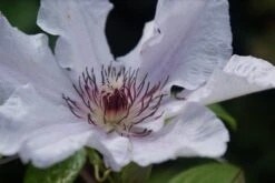 Bosrank (Clematis 'Snow Queen') -Kleine Bomen Verkoopwinkel clematis snow queen