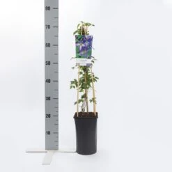 Bosrank (Clematis Viticella) -Kleine Bomen Verkoopwinkel clematis viticella