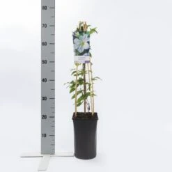 Bosrank (Clematis 'Yukikomachi') -Kleine Bomen Verkoopwinkel clematis yukikomachi