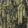 Kronkelhazelaar Als Boom (Corylus Avellana 'Contorta')