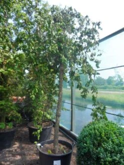 Kronkelhazelaar Als Boom (Corylus Avellana 'Contorta') -Kleine Bomen Verkoopwinkel corylus avellana contorta 20 25ho c160