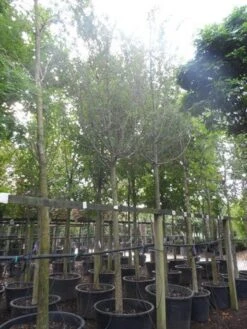 Rode Meidoorn (Crataegus Laevigata 'Paul's Scarlet') -Kleine Bomen Verkoopwinkel crataegus media paul s scarlet 25 30ho c350 1